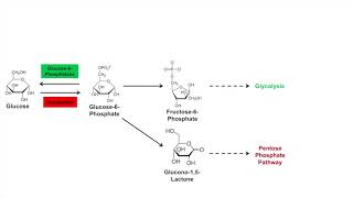 Glycogen Synthesis Glycogenesis Pathway [upl. by Levy273]