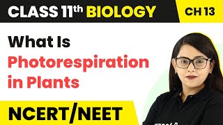 Class 11 Biology Chapter 13  What Is Photorespiration in Plants  Photosynthesis in Higher Plants [upl. by Vance]