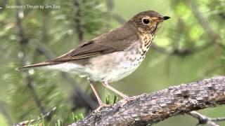 Swainsons Thrush Song [upl. by Tayib55]