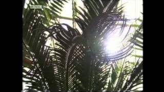 BBC iScience Photosynthesis [upl. by Cote]