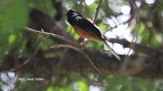 WhiteRumped Shama Copsychus malabaricus Hawaii [upl. by Currie645]