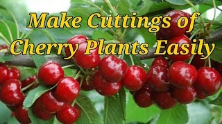 How to Make Cuttings of Cherry trees with great Success [upl. by Lubba]