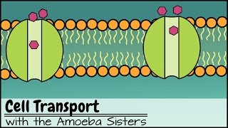 Cell Transport [upl. by Gorden]