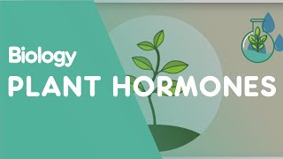 Plant Hormones Tropisms  Plants  Biology  FuseSchool [upl. by Danas776]