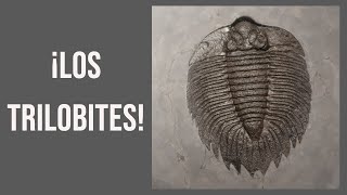 Los trilobites  EXPLICACIÓN e imágenes de fósiles prehistóricos [upl. by Alisan]