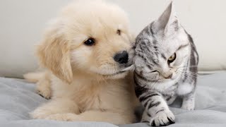 Golden Retriever Puppy And Kitten Meeting For The First Time [upl. by Nilkcaj632]