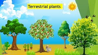 CBSE Class 4 Terrestrial Plants around us [upl. by Aluap60]