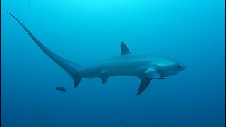 Facts The Thresher Shark [upl. by Ikciv]