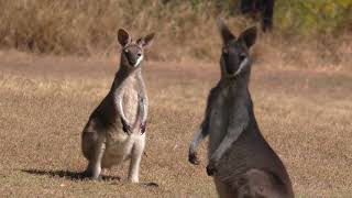 Whiptail Wallaby [upl. by Oidiple]