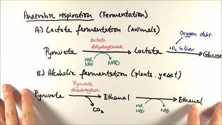 A2 Biology  Anaerobic respiration OCR A Chapter 185 [upl. by Tnilf533]