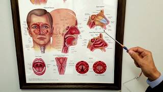 Eustachian Tube Dysfunction [upl. by Naara]