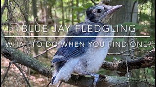 Blue Jay Fledgling  what to do when you find one [upl. by Gonnella]