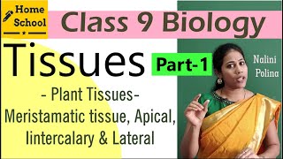 Tissues Class 9 Biology Part1 [upl. by Godrich]