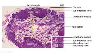 Lymphoid tissue  Histology lymph node spleen thymus tonsil [upl. by Alyahsat845]