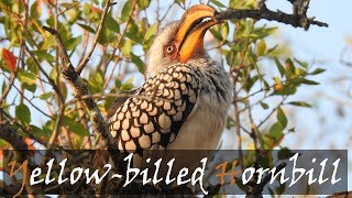 Southern Yellowbilled Hornbill Tockus leucomelas Bird Call  Stories Of The Kruger [upl. by Els]