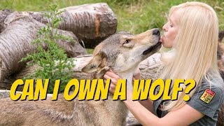 CZECHOSLOVAKIAN WOLFDOG  Should you get one [upl. by Norrehs]