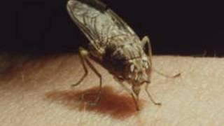 The life cycle of the tsetse fly 1987 Pt 1 of 2 [upl. by Aidnyl]