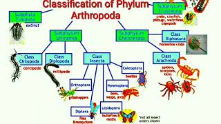 Classification of Phylum Arthropoda [upl. by Naicul]