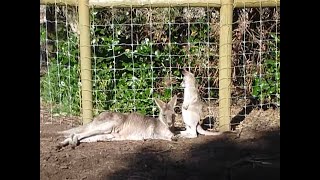 Baby kangaroo entering his mothers pouch [upl. by Lyndsie]