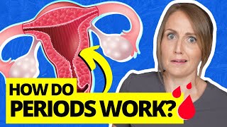 Everything You Dont Know About the Menstrual Cycle [upl. by Junius]