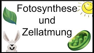 Fotosynthese und Zellatmung  Erklärvideo  Sontak Blog [upl. by Soelch]