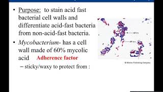 Lab 38 Acid Fast Stain [upl. by Beare]