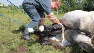 Haras de Cordemais  Naissance dun poulain percheron [upl. by Notelrac647]