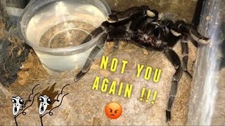 WATERING my TARANTULAS quotPart 2quot [upl. by Tod]