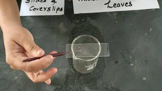 Biology Practical Study of Plasmolysis in epidermal peels [upl. by Philan501]