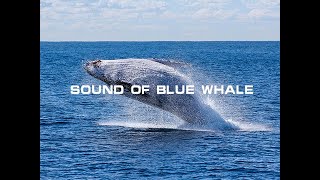 Sound Of Blue Whale [upl. by Vtehsta]