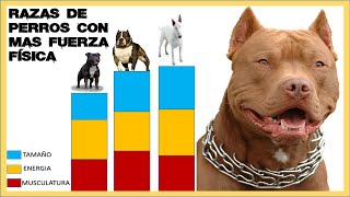 Razas de Perros con mas Fuerza de Arrastre [upl. by Ferguson]