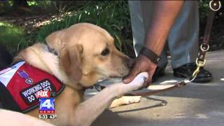 Service Dog Helps Veteran with PTSD [upl. by Dorfman]