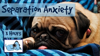 Over THREE Hours of Relaxation for Dogs with Separation Anxiety Calm Your Dog While Youre Away [upl. by Cunningham]