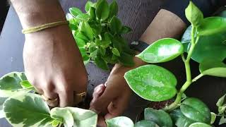 Peperomia Plant  How do i care for my Peperomia Plant  nurserylive [upl. by Woods]