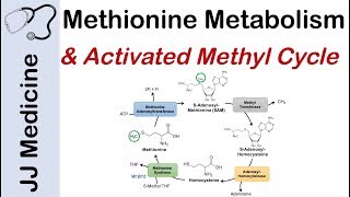 Methionine Metabolism and Activated Methyl Cycle  Pathway and Purpose [upl. by Neros104]