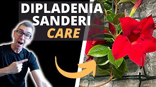 HOW TO TAKE CARE OF A DIPLADENIA PLANT MANDEVILLA SANDERI CARE [upl. by Rediah560]