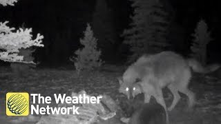 Awesome footage of wolverine and wolf fighting over dinner in National Park [upl. by Enialehs]