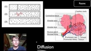 Transport Across Cell Membranes [upl. by Rollins]