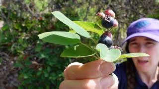 Saskatoon Amelanchier alnifolia [upl. by Onilatac557]