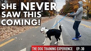 See everything I do in our most intense dog training session yet [upl. by Auop]