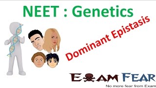 NEET Biology Genetics  Dominant Epistasis [upl. by Annwahsal]