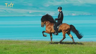 5 gaits of the Icelandic horse [upl. by Orville]