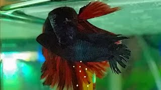 How to breed betta fish part 2  betta fish mating dance and eggs release [upl. by Akeemahs120]