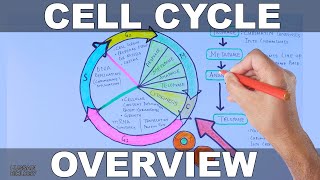 Cell Cycle  Overview [upl. by Enneirda]