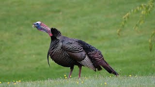 Wild Turkey Gobble [upl. by Block]