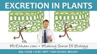 Excretion  Flowering Plants  GCSE Biology 91 [upl. by Landy]