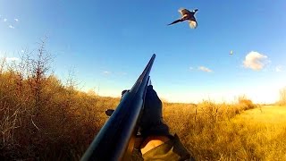 Pheasant Hunting Montana [upl. by Omsoc]