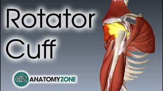 Shoulder Arthroscopy  Rotator Cuff Repair [upl. by Reames]