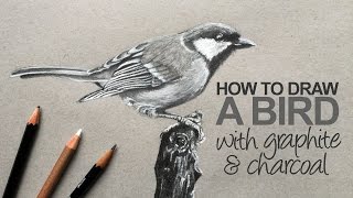 How to Draw a Realistic Bird [upl. by Lennad]