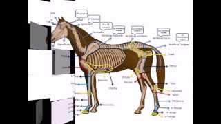 Osteología de un equino con Dheikson Bergmann [upl. by Ahsytal]